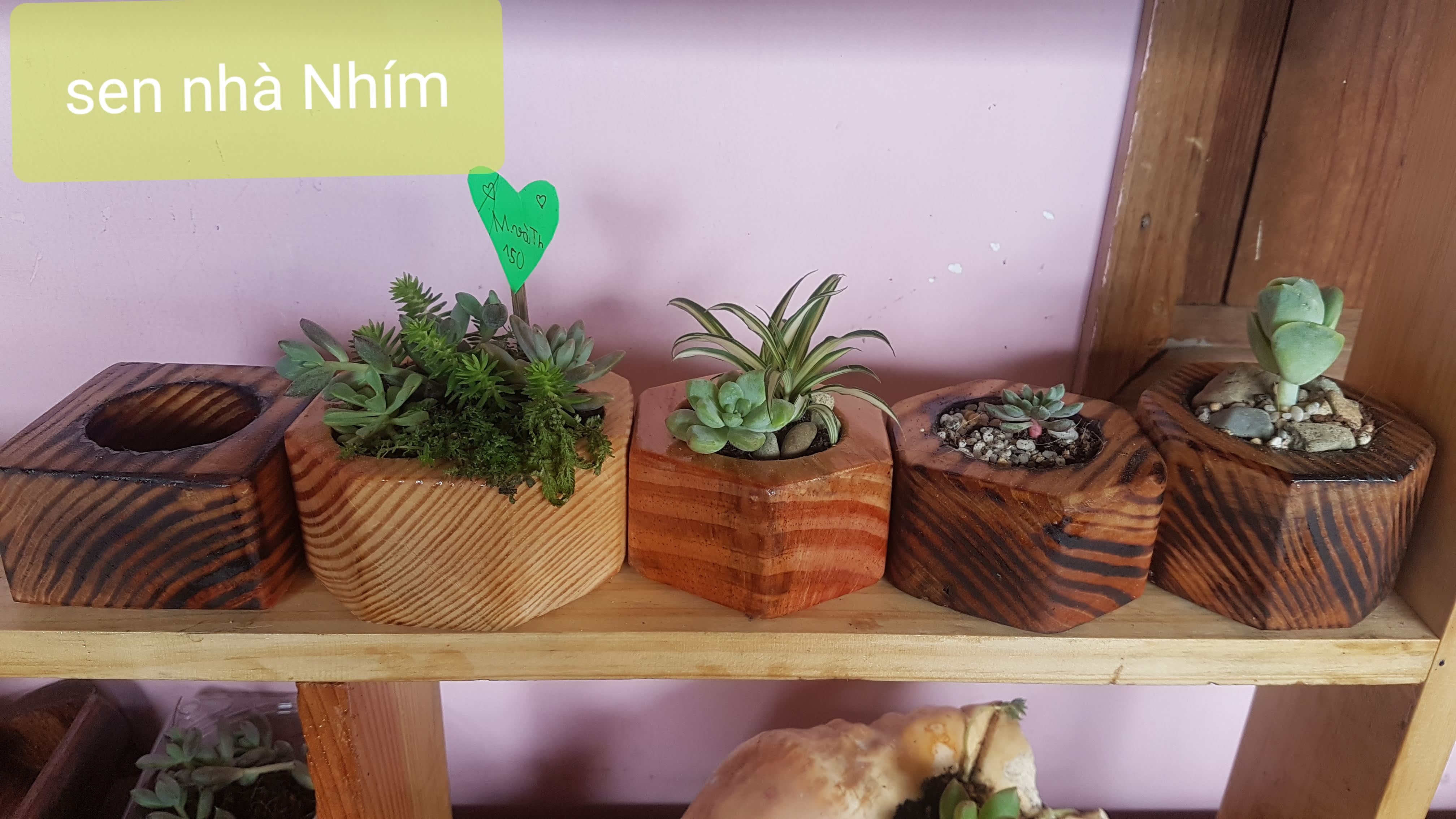 COMBO CHẬU GỖ NHỎ TRỒNG SEN ĐÁ - 59K