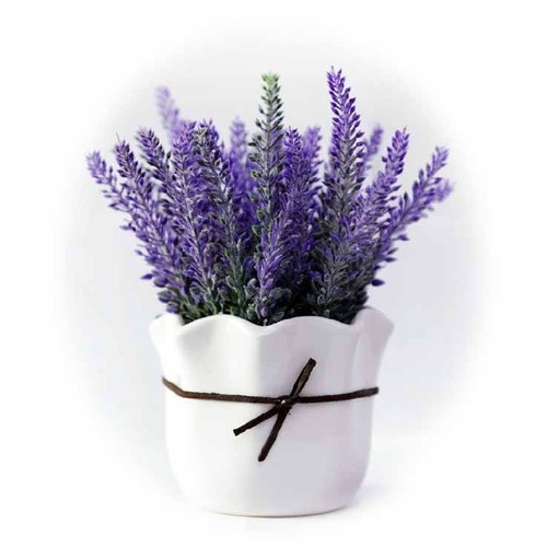 "Gói 100 Hạt " Hạt giống hoa Oải Hương ( Hoa Lavender )