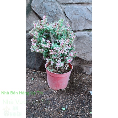 Cây cành vàng lá ngọc
