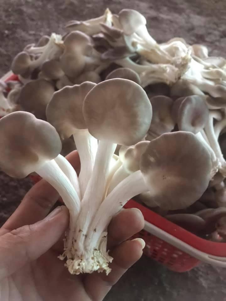 Phôi nấm Bào ngư (1 kiện 01 bịch)