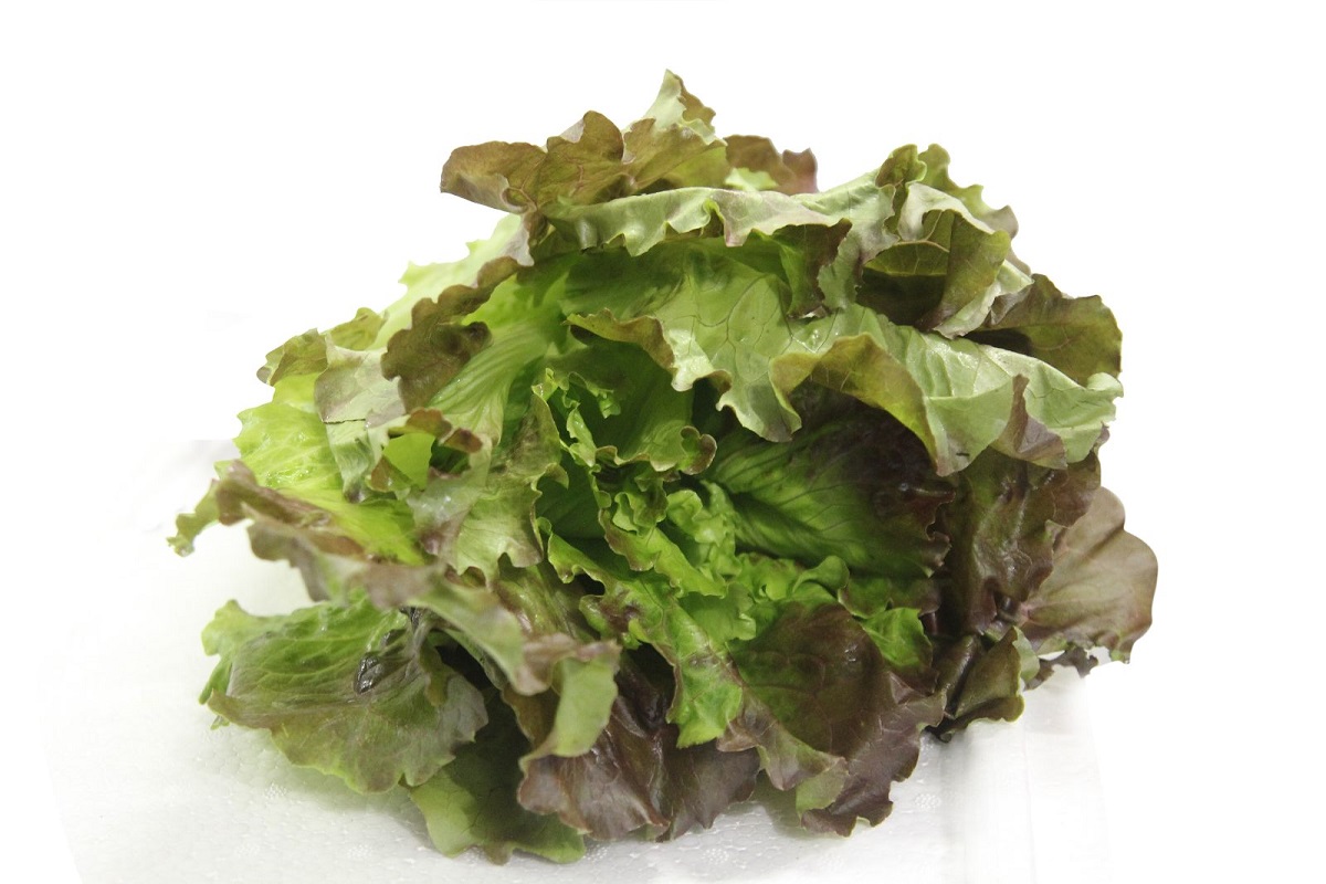 Hạt Giống Xà Lách Sồi Tím Italy (Oakleaf) Chịu Nhiệt Tốt, Thu Hoạch Nhanh