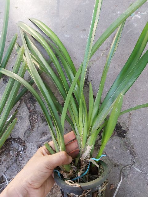 Kiếm đỏ mỹ lai kiếm đỏ thái