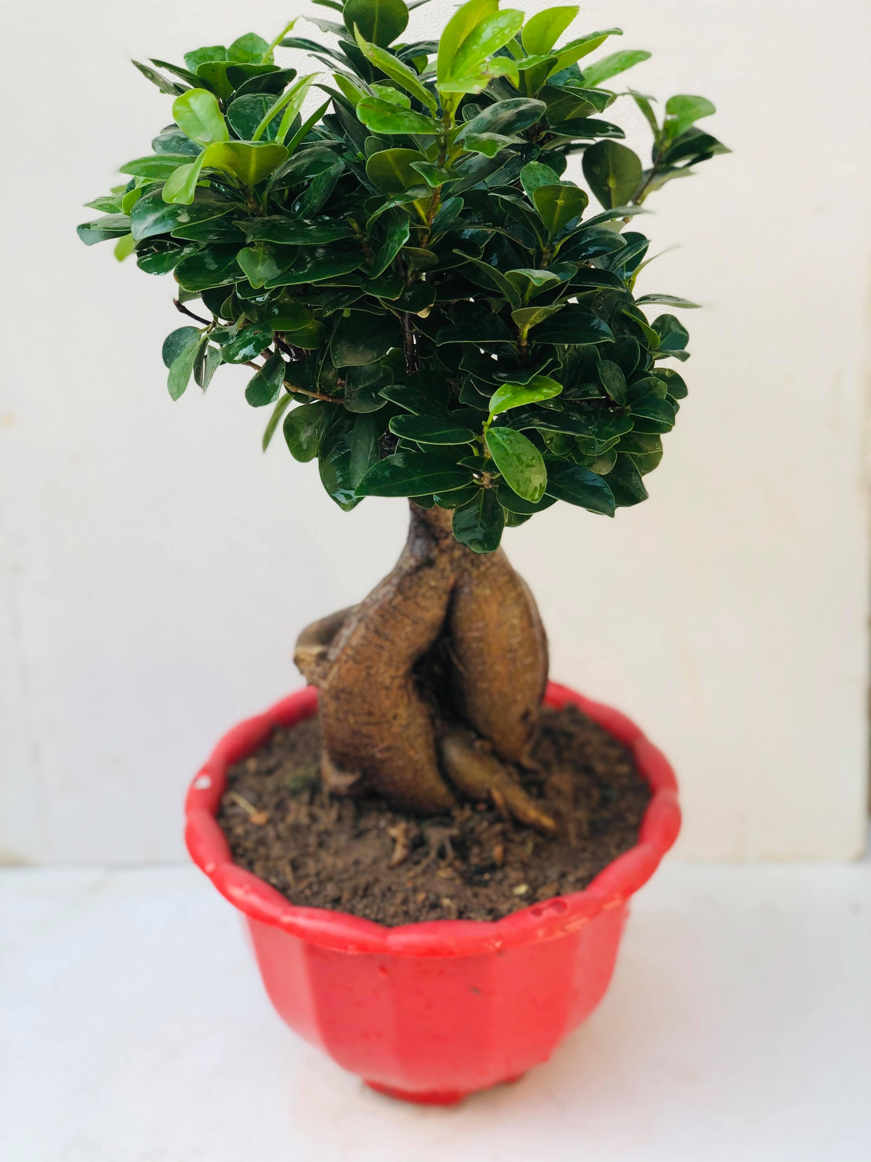 Cây bon sai si nhật 4