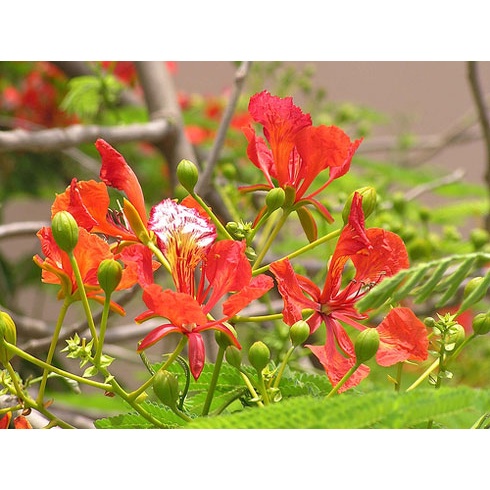 Cây giống Phượng Vỹ đỏ