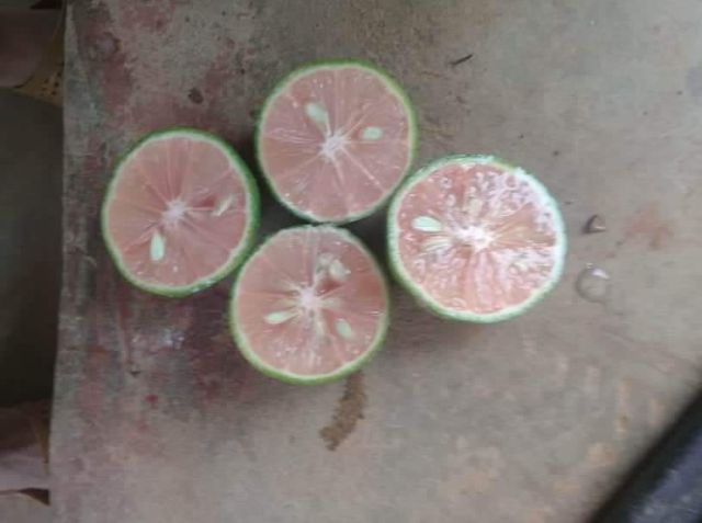 Combo 2kg chanh đào Hoà Bình