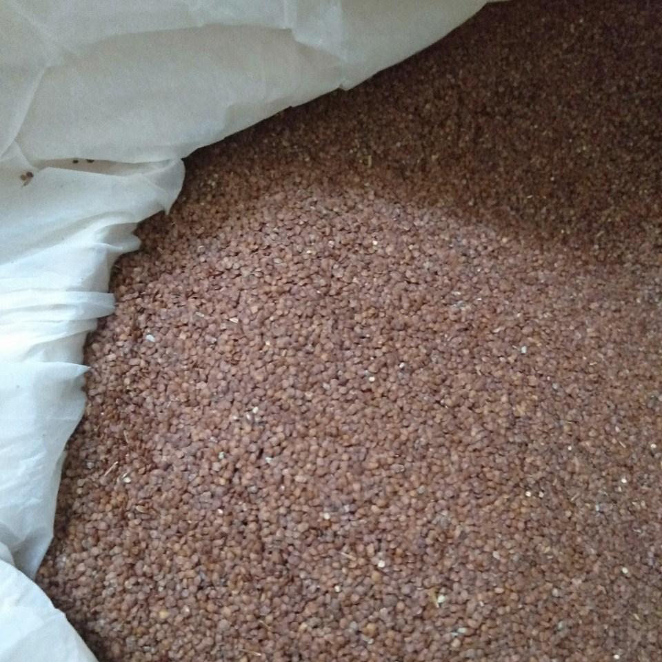 [HCM]Hạt đình lịch DRAGON 100gram