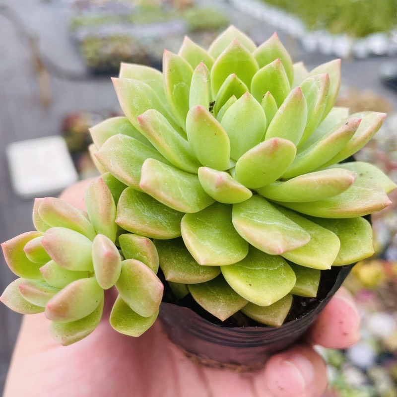 SEN ĐÁ MẶT TRỜI GIỐNG MỚI SIZE BÉ LỖI 1 ĐỔI 1