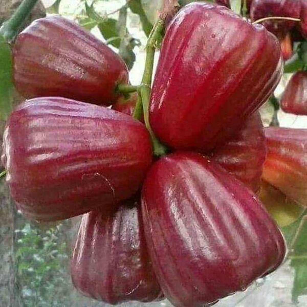 Giống mận đỏ an phước