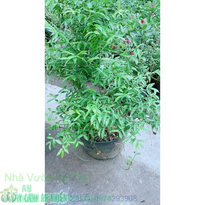 Mai Chiếu Thuỷ Bonsai Lớn