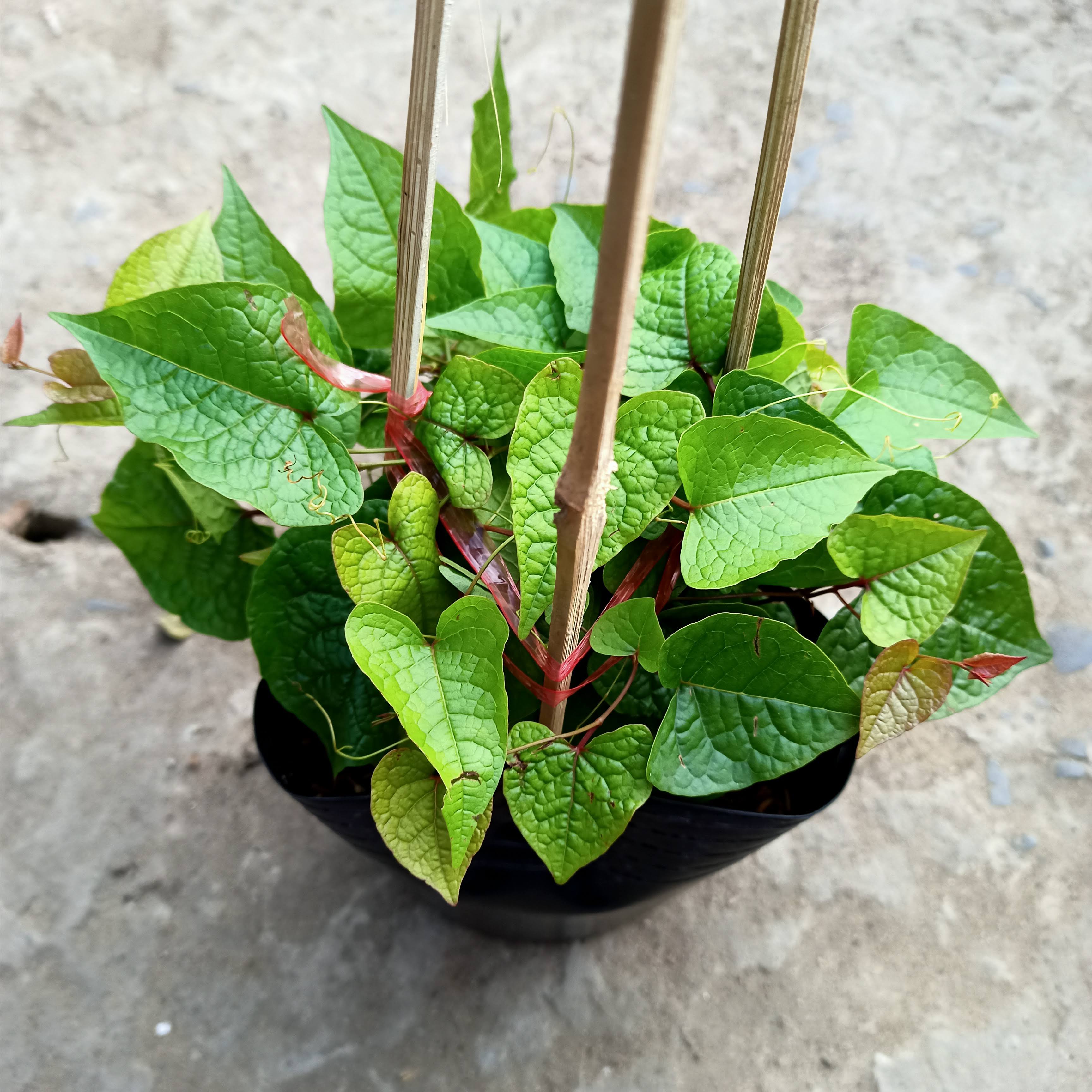 Chậu cây giống dây leo hoa tigon