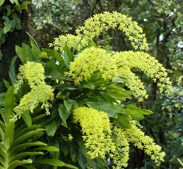 Hoa lan denro vũ nữ hoàng hậu xanh