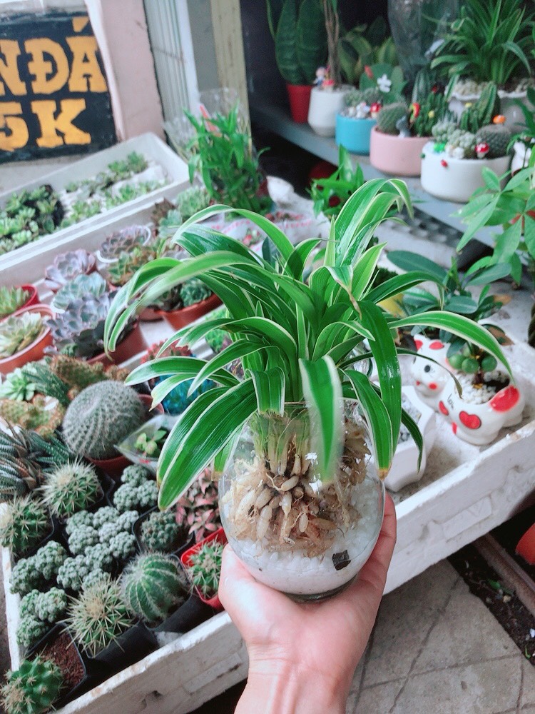 Cây Cỏ Lan Chi Thủy Sinh