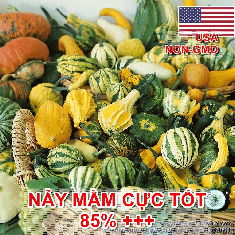 10h hạt giống bí tí hon