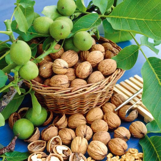 [HCM]Nhân óc chó đỏ Mỹ đã tách vỏ 500 Gr