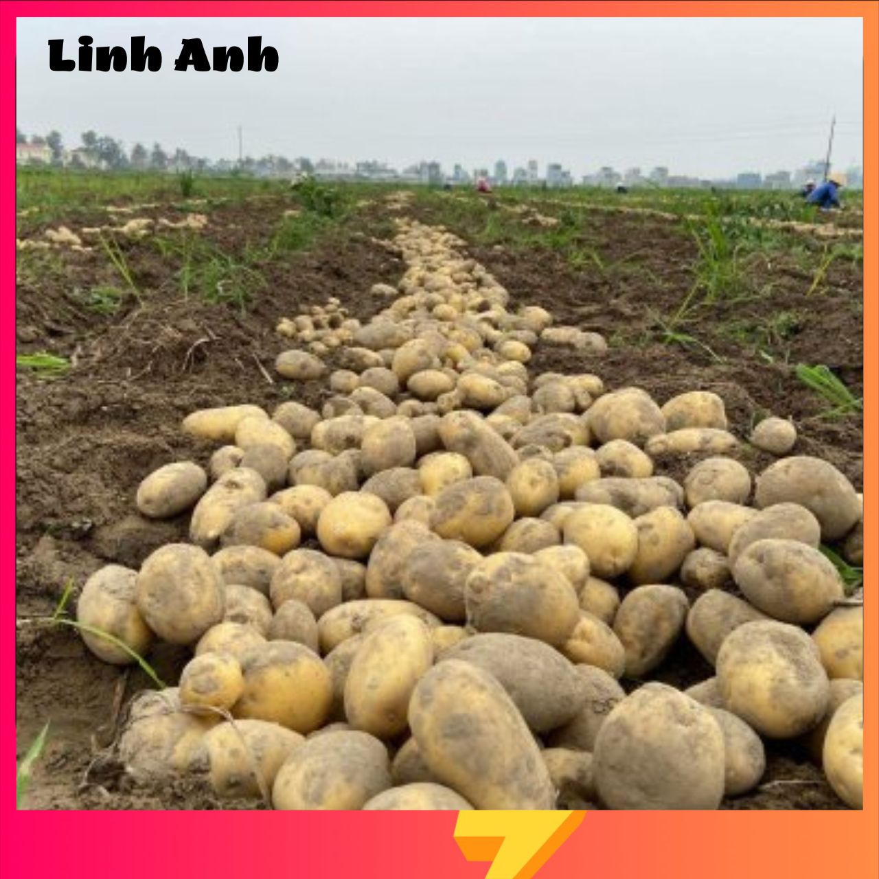 khoai tây, khoai tây tươi ngon, khoai tây ruột vàng