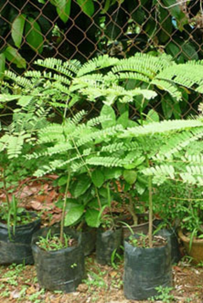 Cây Phượng vàng
