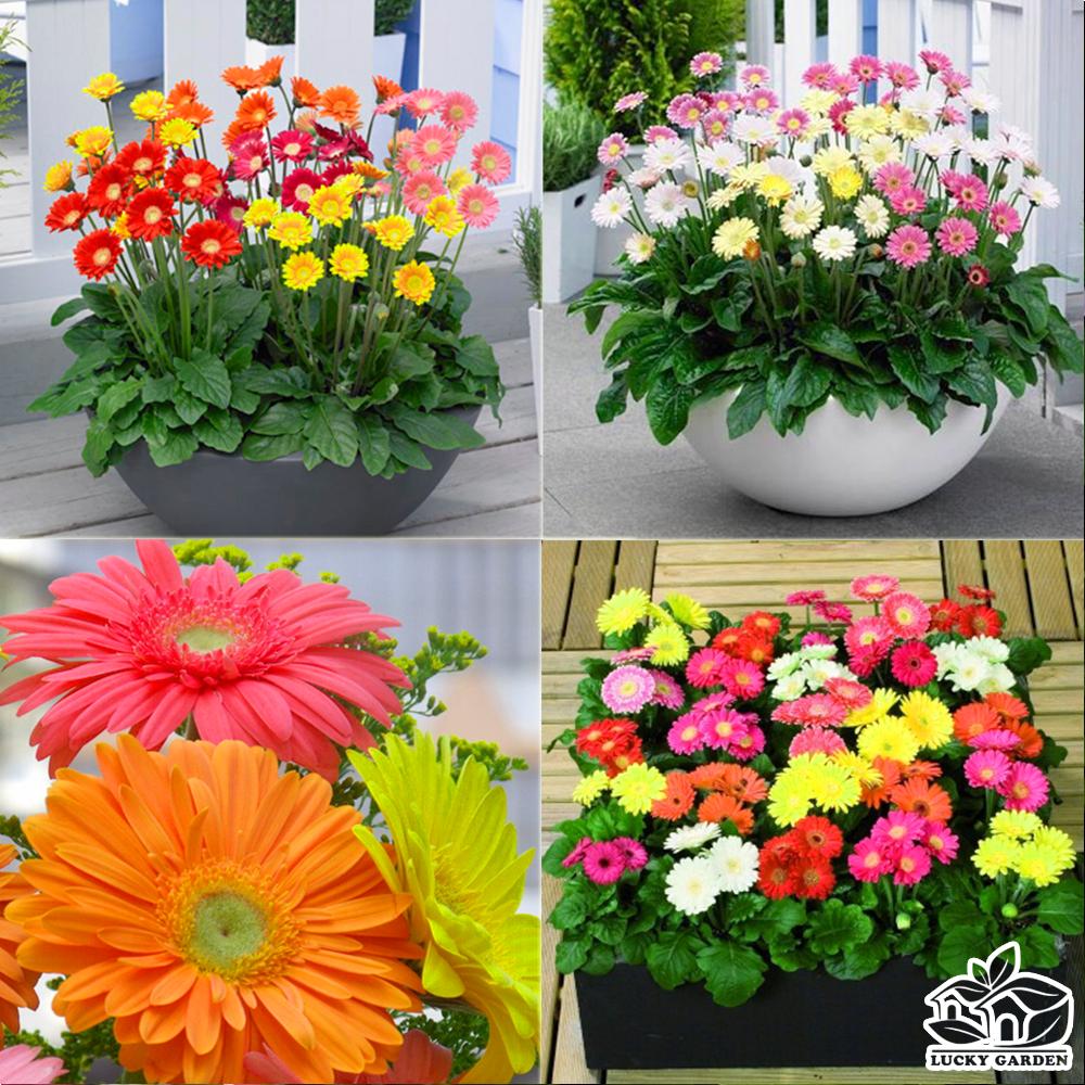 Hạt giống hoa đồng tiền nhiều màu