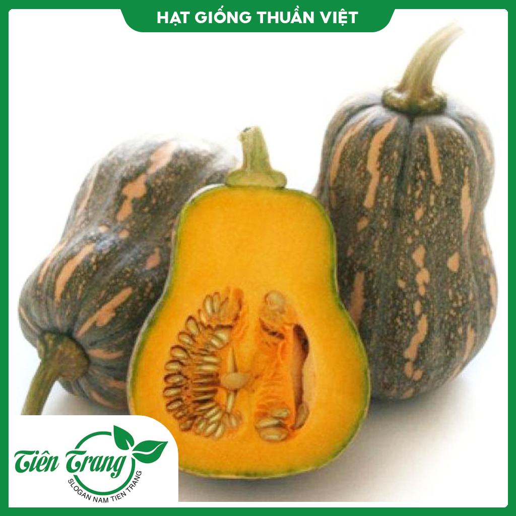 Hạt giống Bí đỏ Tròn - Bí Đỏ Hạt Đậu - Bí sáp