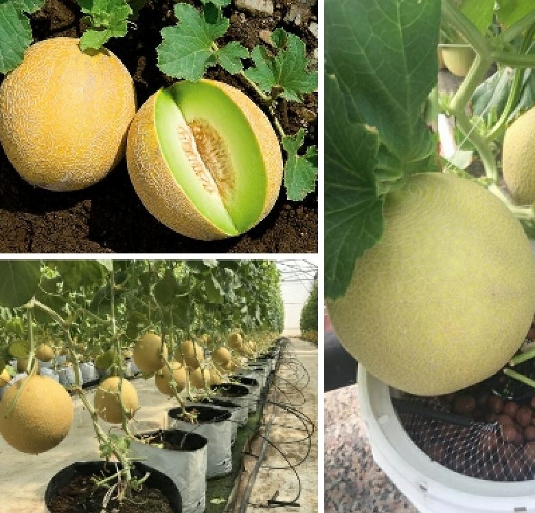 Combo 2 gói hạt giống dưa (  dưa lưới  và dưa lê siêu ngọt )