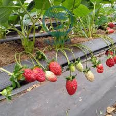 5 bầu dâu tây giống hana