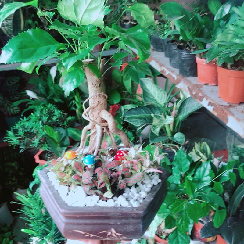 [HCM]Chậu Cây Hạnh Phúc Bonsai (chậu gốm)