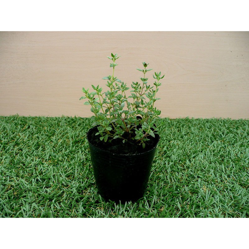 HẠT GIỐNG CÂY XẠ HƯƠNG - 50 hạt