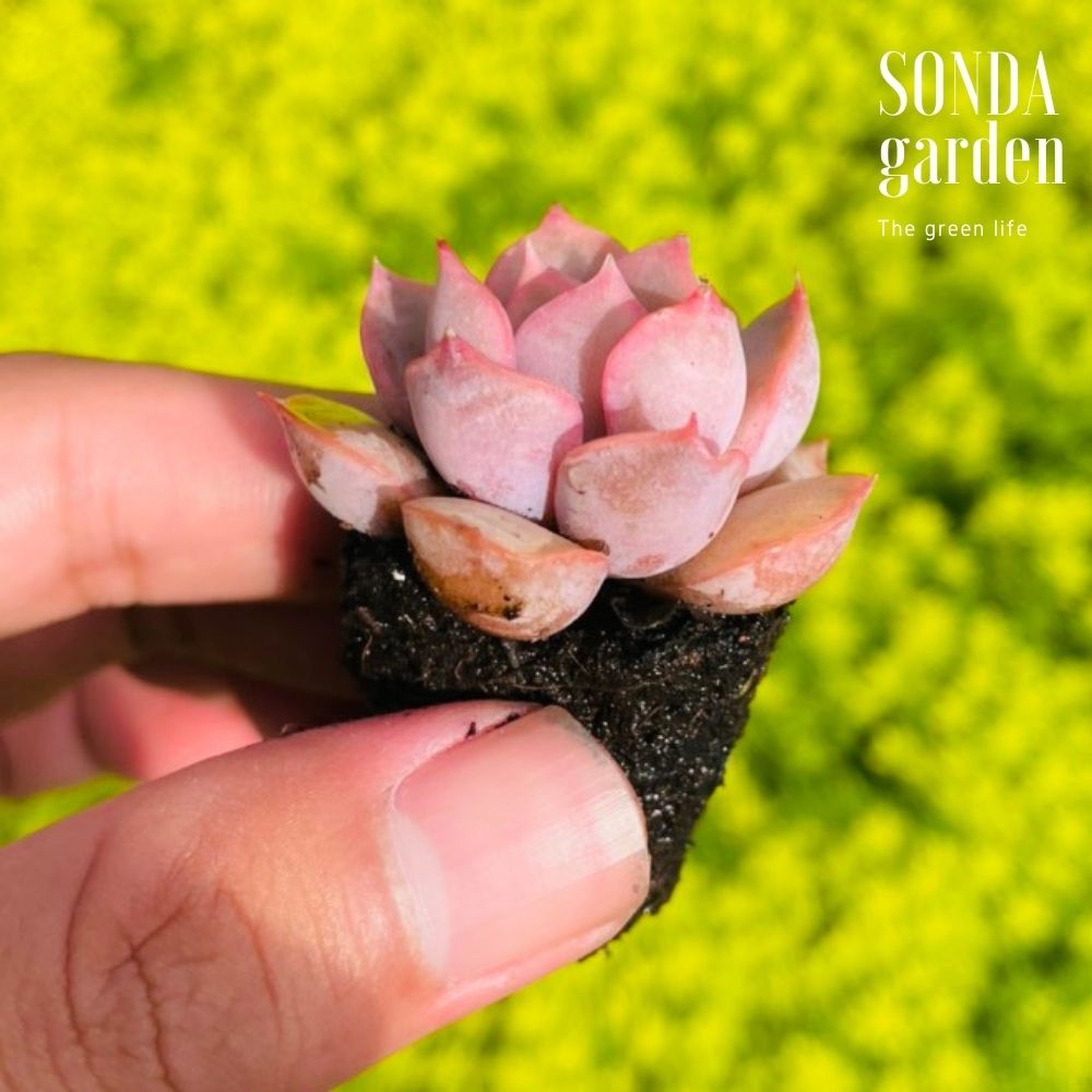 SEN ĐÁ HỒNG CÁNH CỨNG SIZE MINI LỖI 1 ĐỔI 1