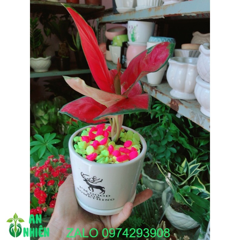 Chậu cây huyết rồng đỏ
