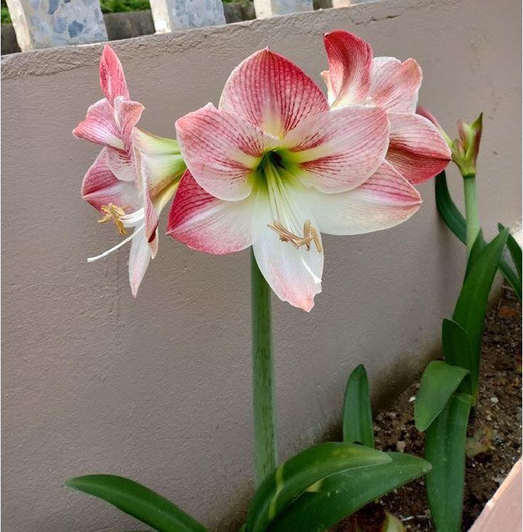 Củ giống hoa Lan Huệ hoa hồng đào