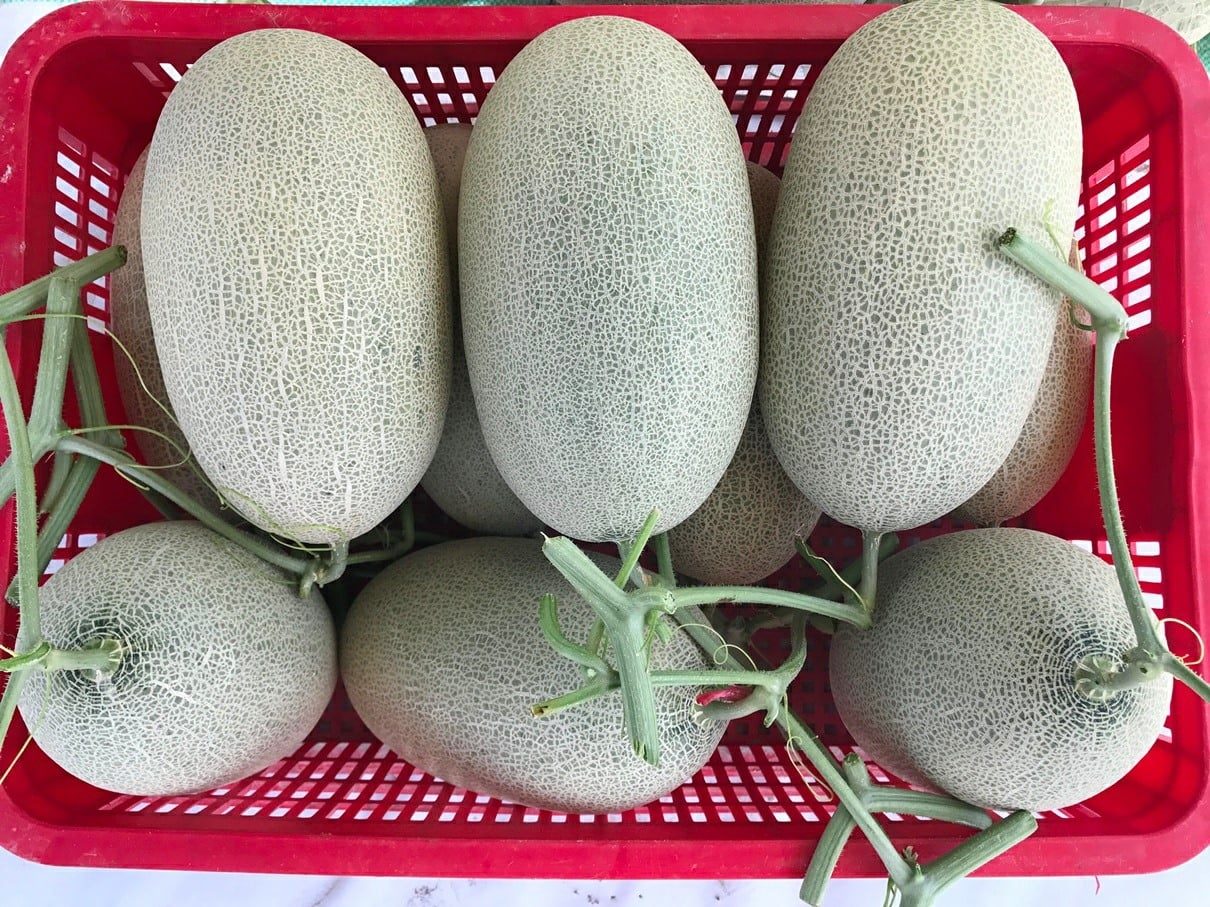 HẠT GIỐng DƯA LƯỚI HAMI NHẬP KHẨU