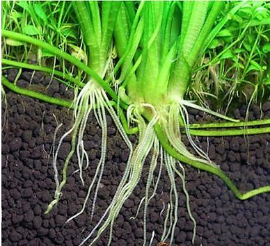 Phân nền GEX xanh Cho bể thuỷ sinh 1.0Kg