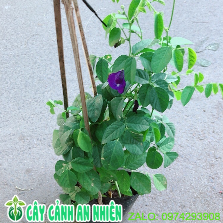 Cây hoa đậu biếc