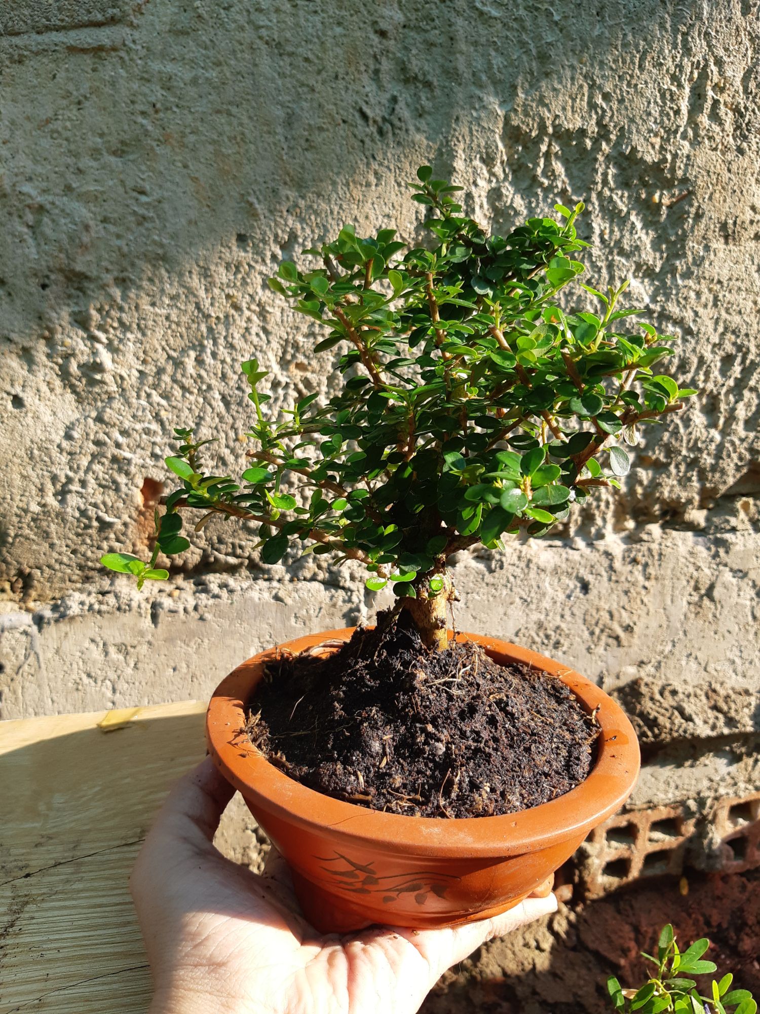 cây sam trái mini TẶNG CHẬU