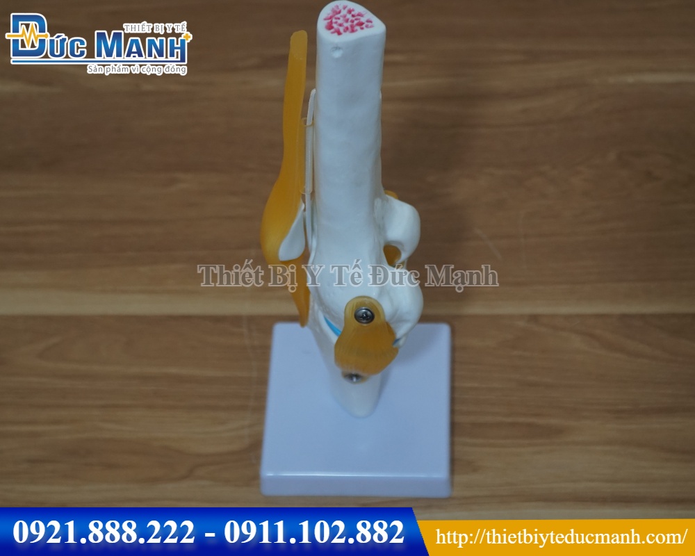 Mô hình khớp gối