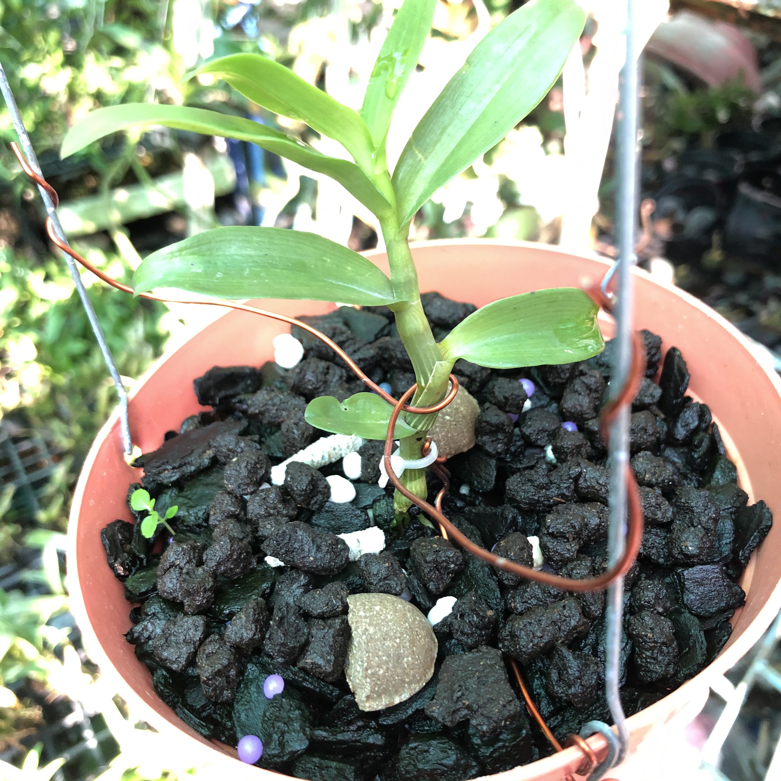 Phân trùn quế cao cấp vermis