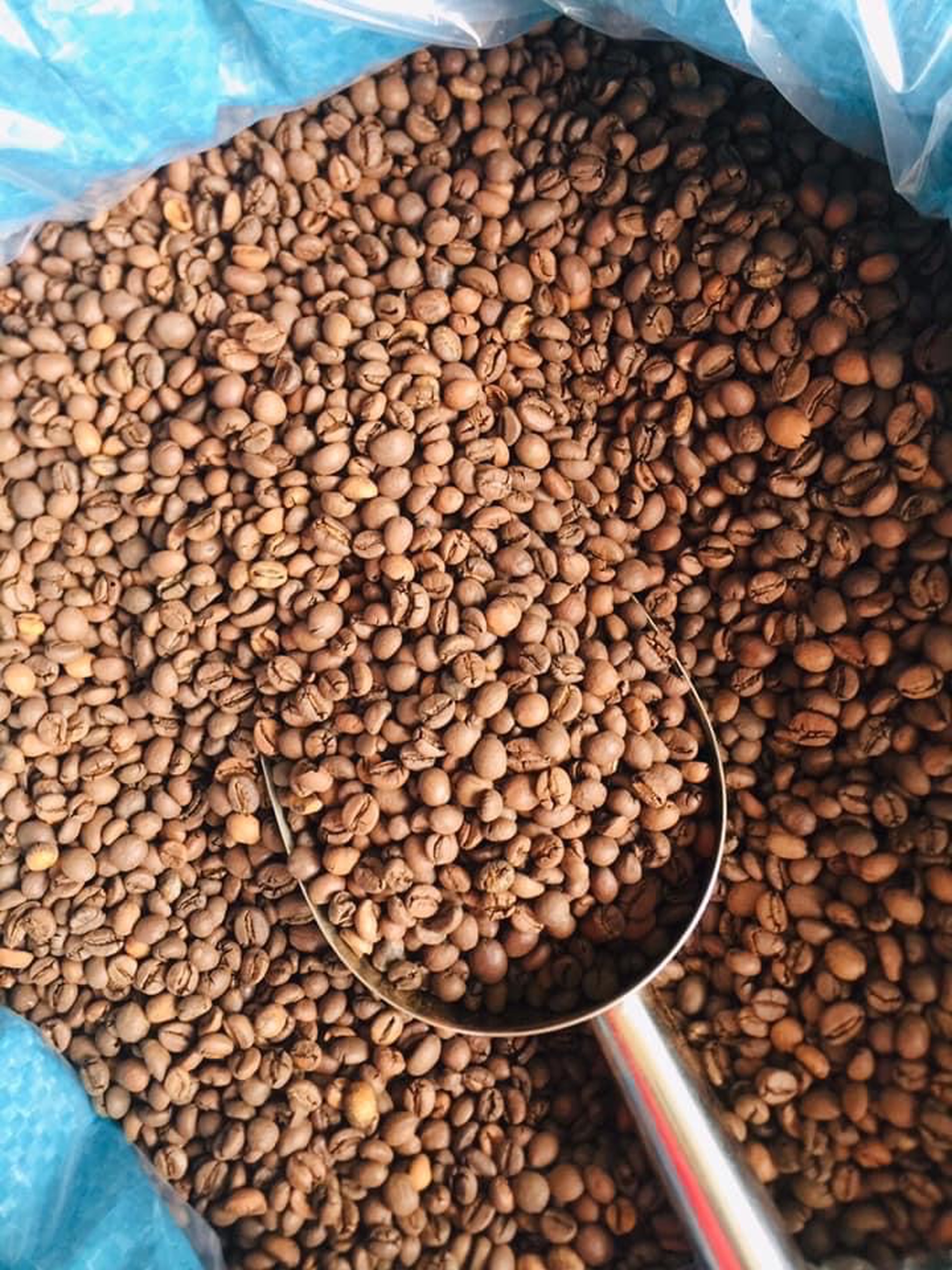 Sỉ 5kg cà phê rang nguyên hạt robusta Buôn ma Thuột