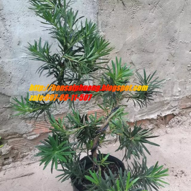 tùng la hán bonsai mini