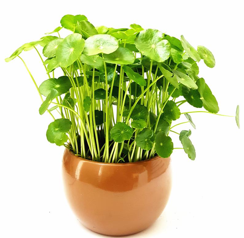 Hạt giống cây cỏ đồng tiền - 50 hạt/gói