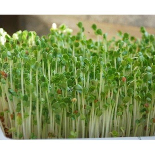 HẠT MẦM CẢI BẸ XANH - GÓI 50 GRAM