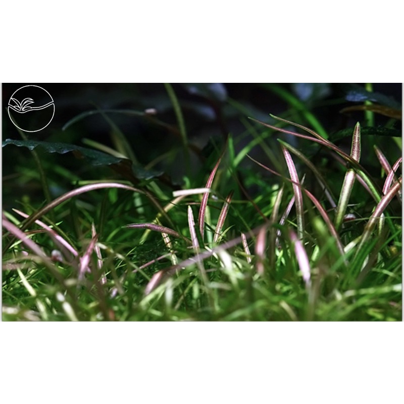 Helanthium tenellum - Cây Cỏ Đỏ - Cây Thuỷ Sinh