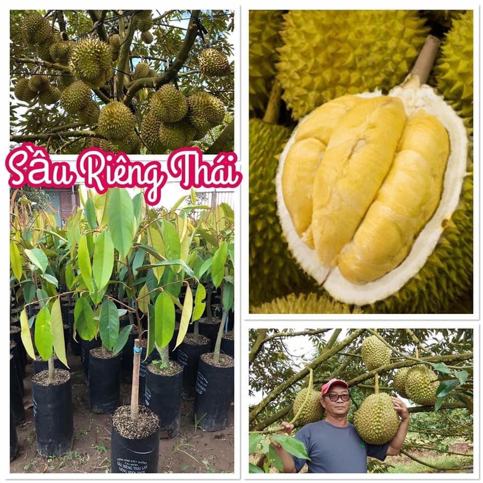 Cây giống Sầu Riêng Mussang King [GỐC SIÊU TO - GỐC GHÉP 2 NĂM].