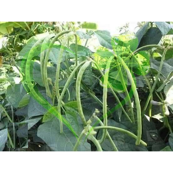 Hạt giống đậu đũa hạt đen dạng cây - Gói 20g
