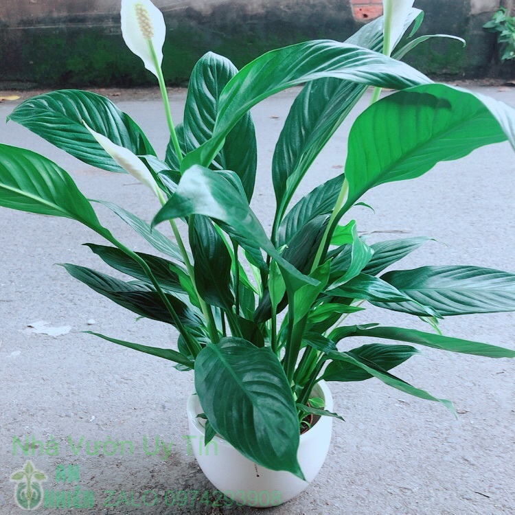 Cây lan ý kèm chậu sứ trắng