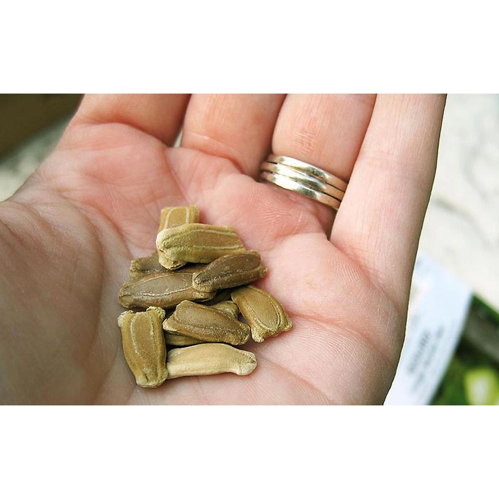 Gói 5 HẠT hạt giống Bầu Thiên Nga