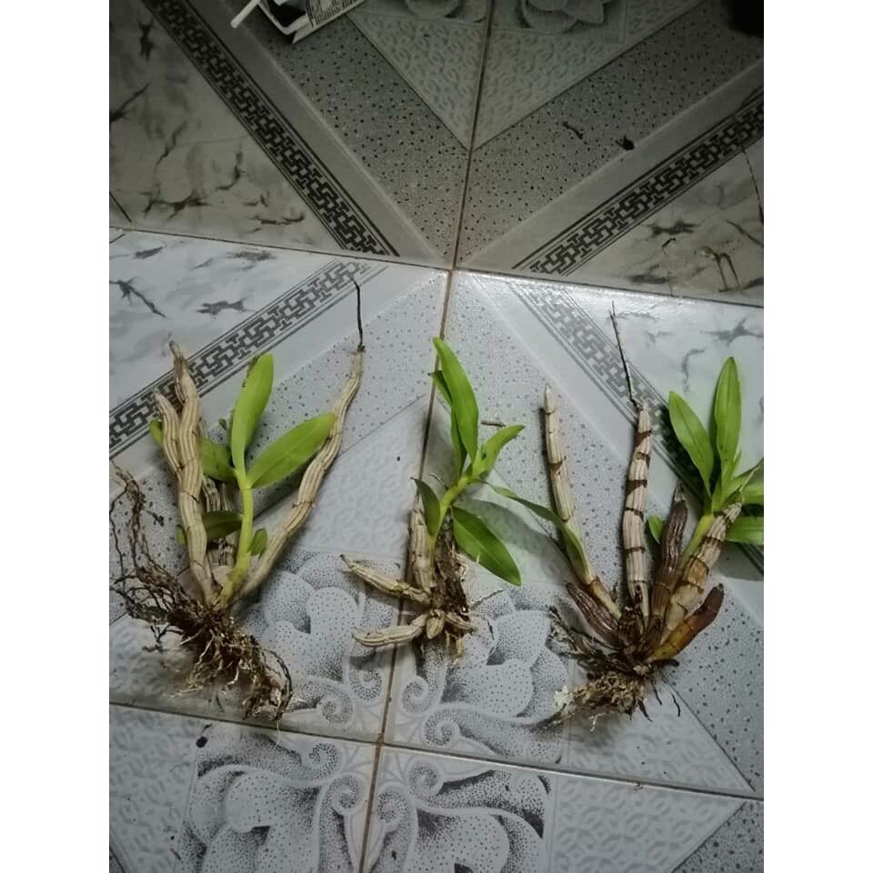 Hoa Lan đột biến báo hỉ(1 khóm)