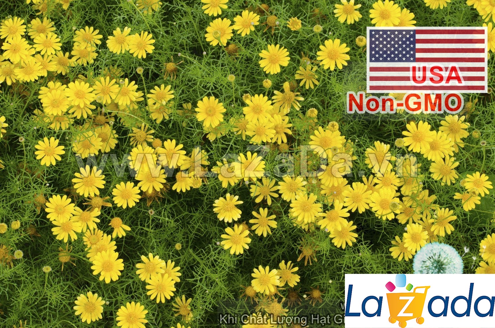 1000.HẠT Hạt Giống Hoa Cúc Sao Băng USA (| -KD: B25*V74)
