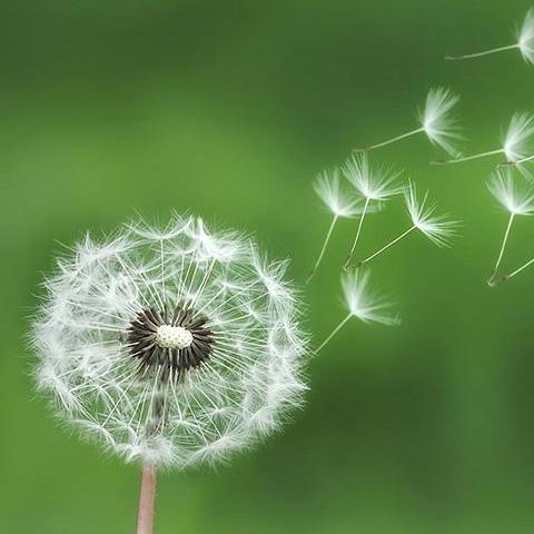 Hạt giống hoa Bồ công anh F1 - Gói 0,3 Gr, được cung cấp bởi Green Plus, xuất xứ Nga đóng gói tại VN, chịu nhiệt 15 – 35 độ