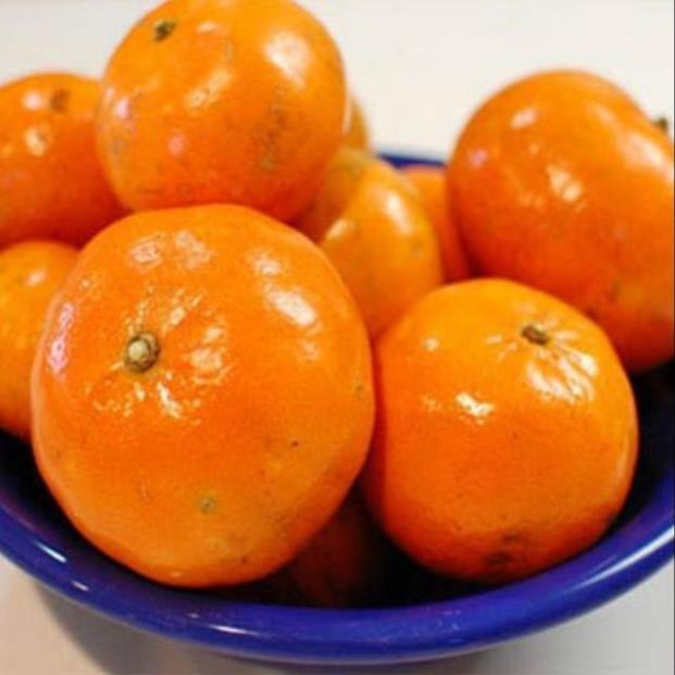 sản phẩm CÂY GIỐNG QUÝT THÁI KHÔNG HẠT