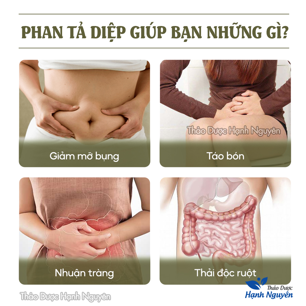 Trà Phan Tả Diệp Giảm Cân 100g Hàng Khô Chất Lượng - Thảo Dược Hạnh Nguyên