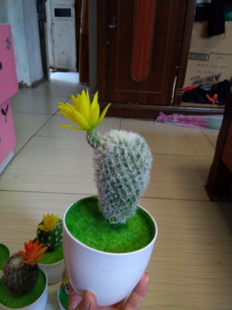 Cây giả - chậu xương rồng mini